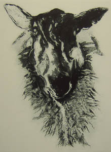 Ewe Sheep